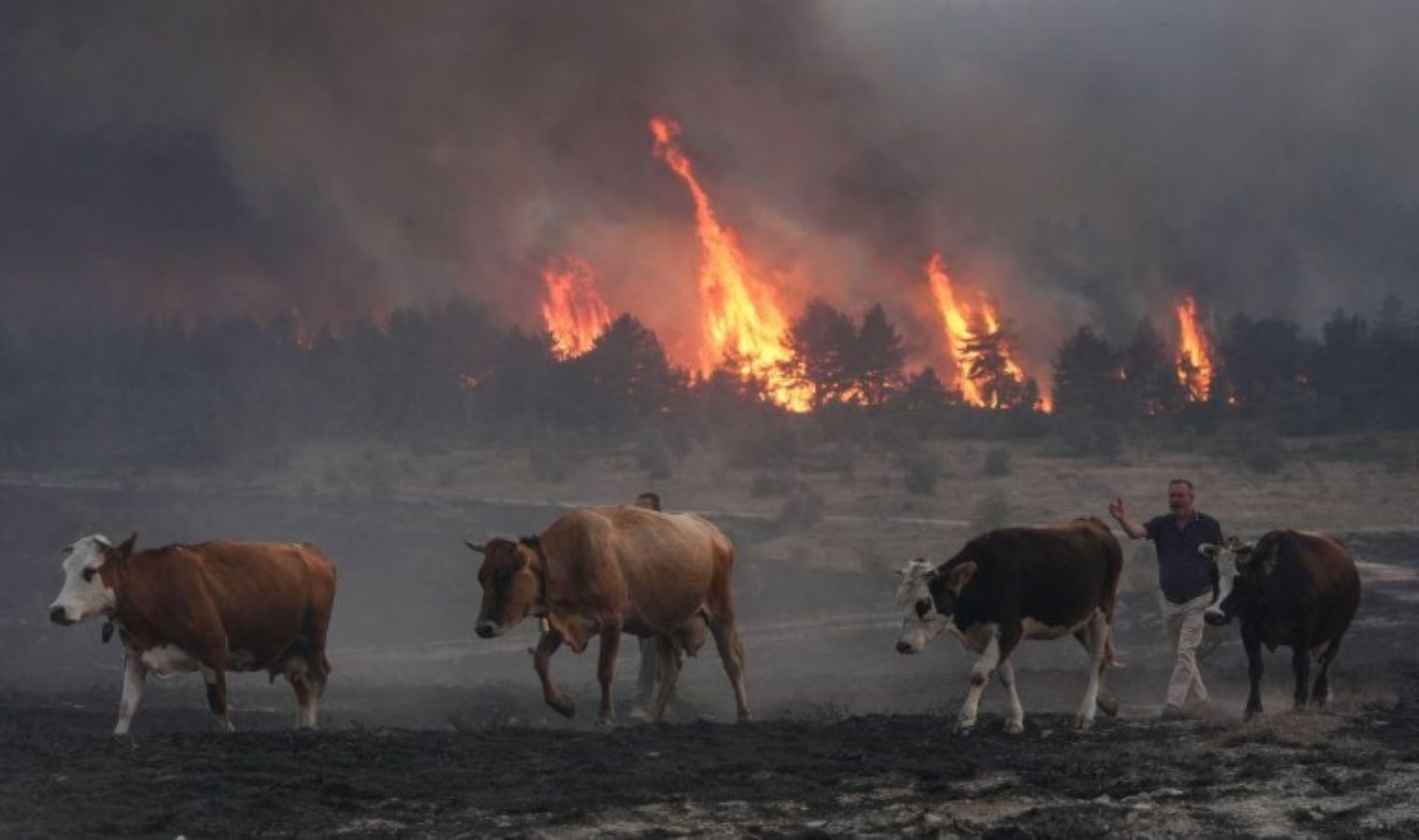 Son Dakika… Bolu’daki orman yangını denetim altına alındı