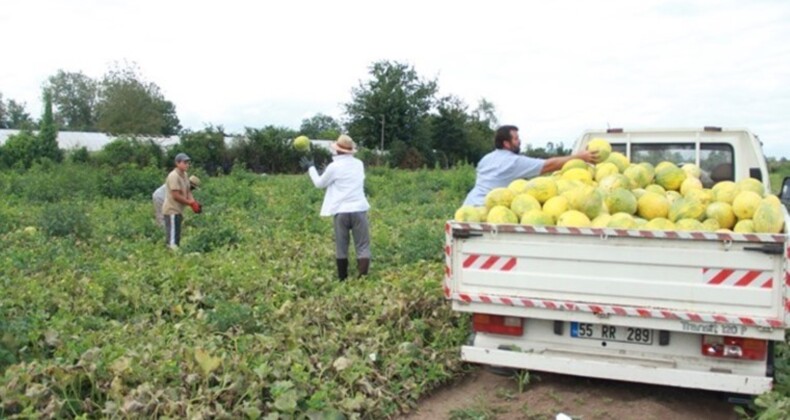 Süheyla Kavunu: Samsun’un Eşsiz Lezzeti ve Üretim Süreci