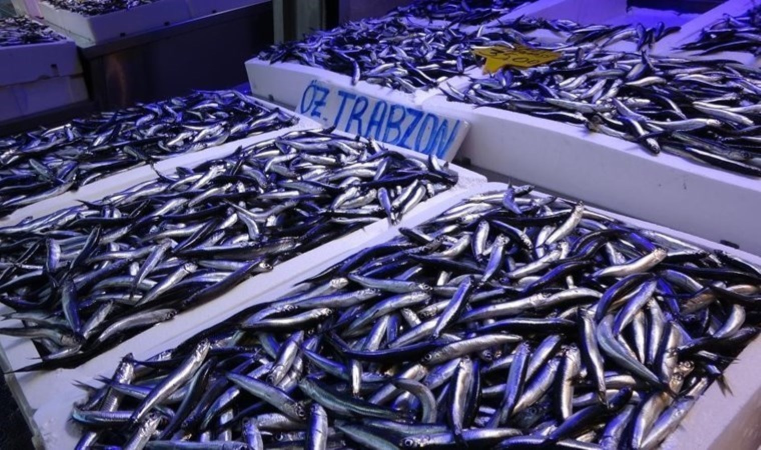 Tarım ve Orman Bakanlığı’nın Hamsi Kota Uygulaması Üzerine Tartışmalar