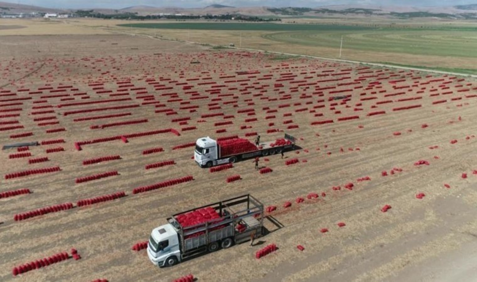 Tarlada 1 aydır 6 TL’den satılıyor! Depolar doldu, ihracat olmazsa yarısı çöpe gidecek…