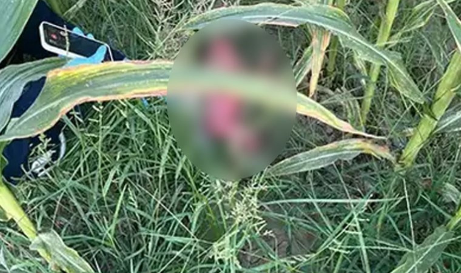 Tarlada Bulunan Erkek Bebek ve A.Ç.’nin Durumu