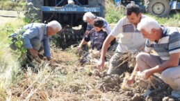 Taşköprü’de hasat tamamlandı: 90 köyde üretiliyor! Bu yıl 25 bin ton ürün toplandı..