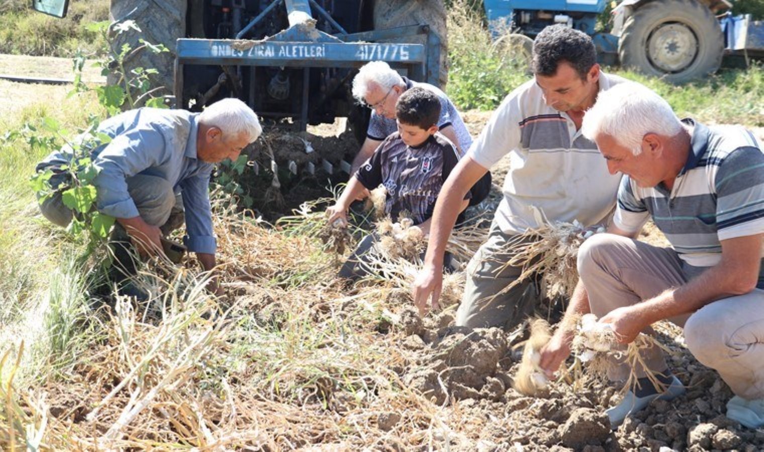 Taşköprü’de hasat tamamlandı: 90 köyde üretiliyor! Bu yıl 25 bin ton ürün toplandı..