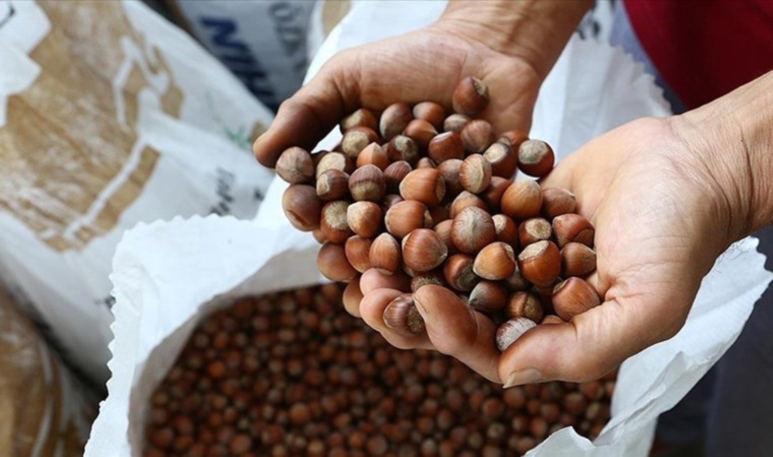 TMO fındık alımına başladı: TÜİK’in enflasyonu fiyatı belirledi! İşte o sayı…