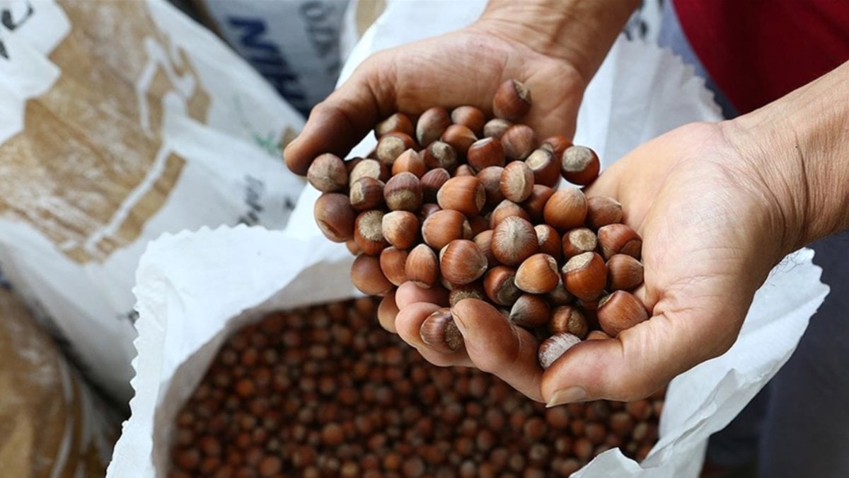 TMO’nun Fındık Alım Esasları ve Fiyatları