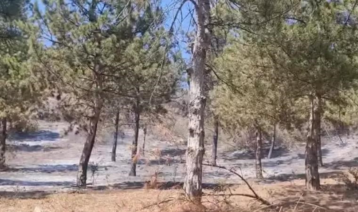 Tokat’ta orman yangını 1 saatte denetim altına alındı