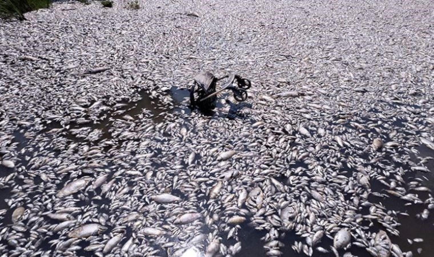 Tonlarca ölü balık deniz yüzeyini kapladı… Yunanistan’da olağanüstü hal ilan edildi!