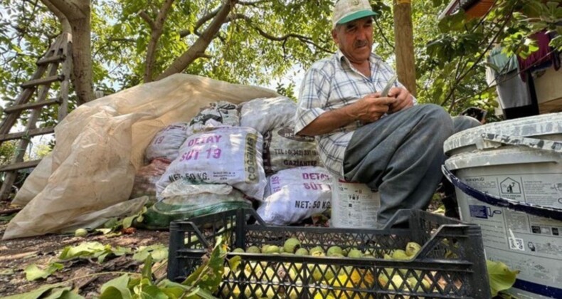 Toroslar’da hasat başladı: Alternatif ürün olarak ekilmişti…