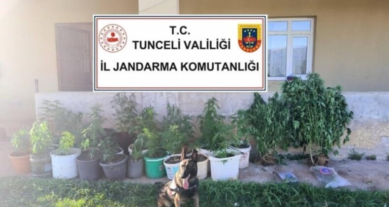 Tunceli’de Uyuşturucu Operasyonu: 88 Kök Kenevir ve 1,6 kg Esrar Ele Geçirildi