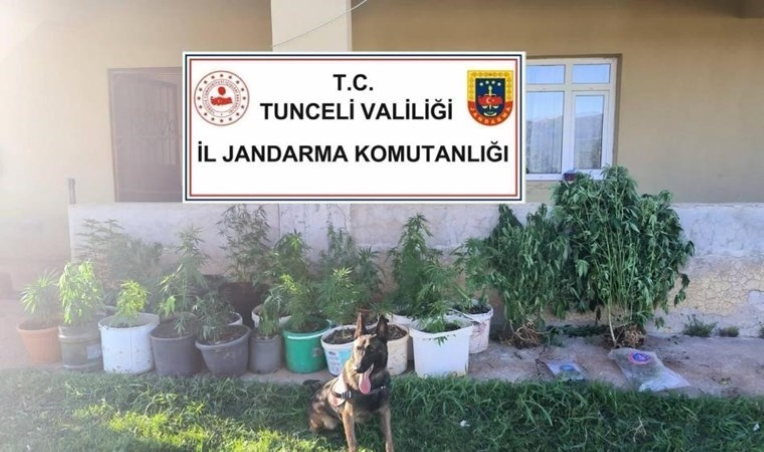 Tunceli’de Uyuşturucu Operasyonu: 88 Kök Kenevir ve 1,6 kg Esrar Ele Geçirildi