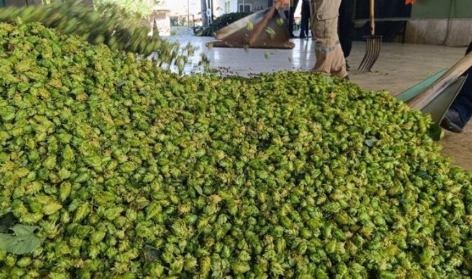 Türkiye’de yalnızca Bilecik’te yetişiyor: 500 çiftçinin geçim kaynağı