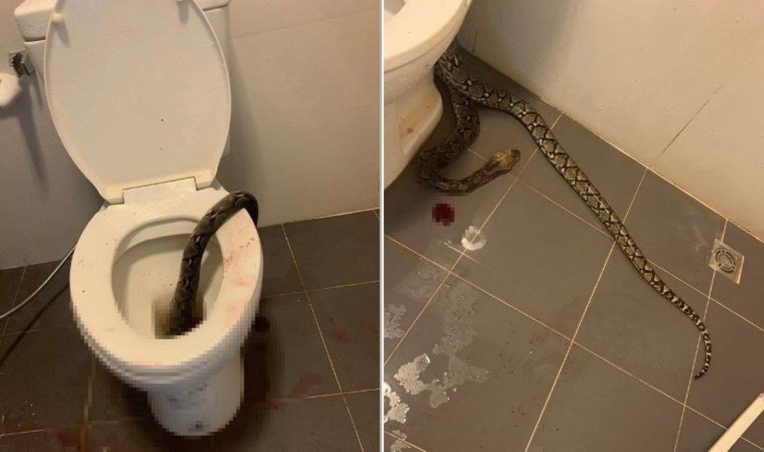 Tuvaletten çıkan 3,5 metrelik piton testislerini ısırdı