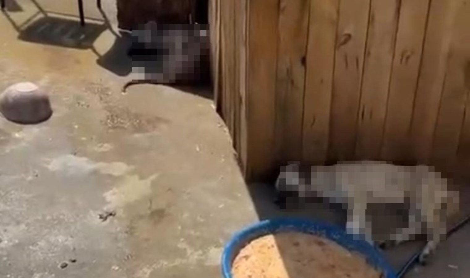 Umut Ünal’ın Yavru Köpeklerine Olan Bağlılığı ve Trajik Kaybı