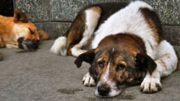 Uzmanlar açıkladı: Köpeğiniz depresyonda olabilir