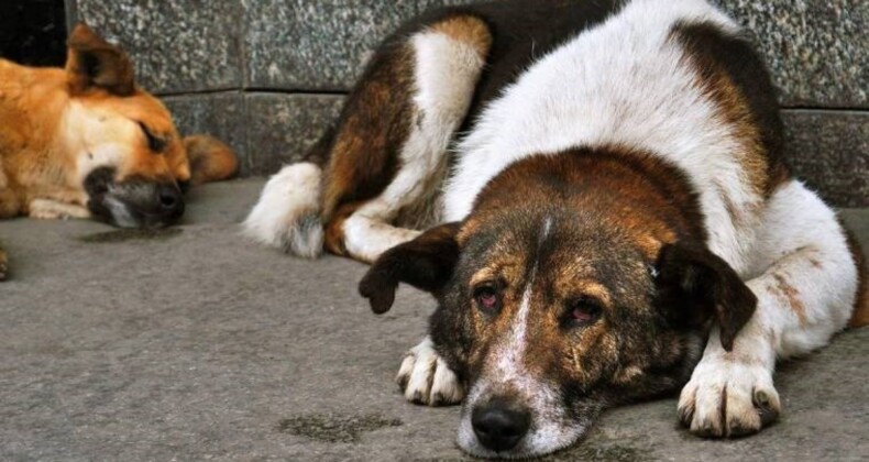 Uzmanlar açıkladı: Köpeğiniz depresyonda olabilir