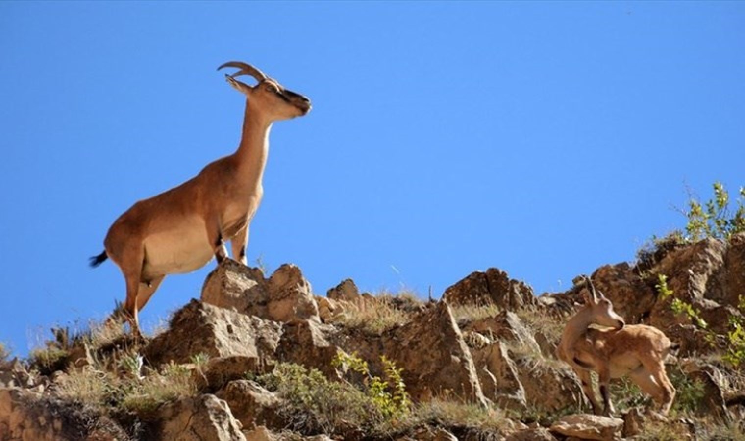 Yaban keçisi avlama cezası ne kadar? Yaban keçisi Türkiye’de nerede yaşar?