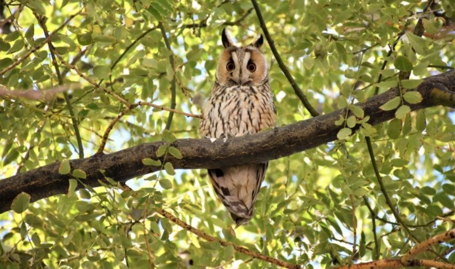 Yaralı Kuşların Tedavi Süreçleri Tamamlandı ve Doğaya Salındı