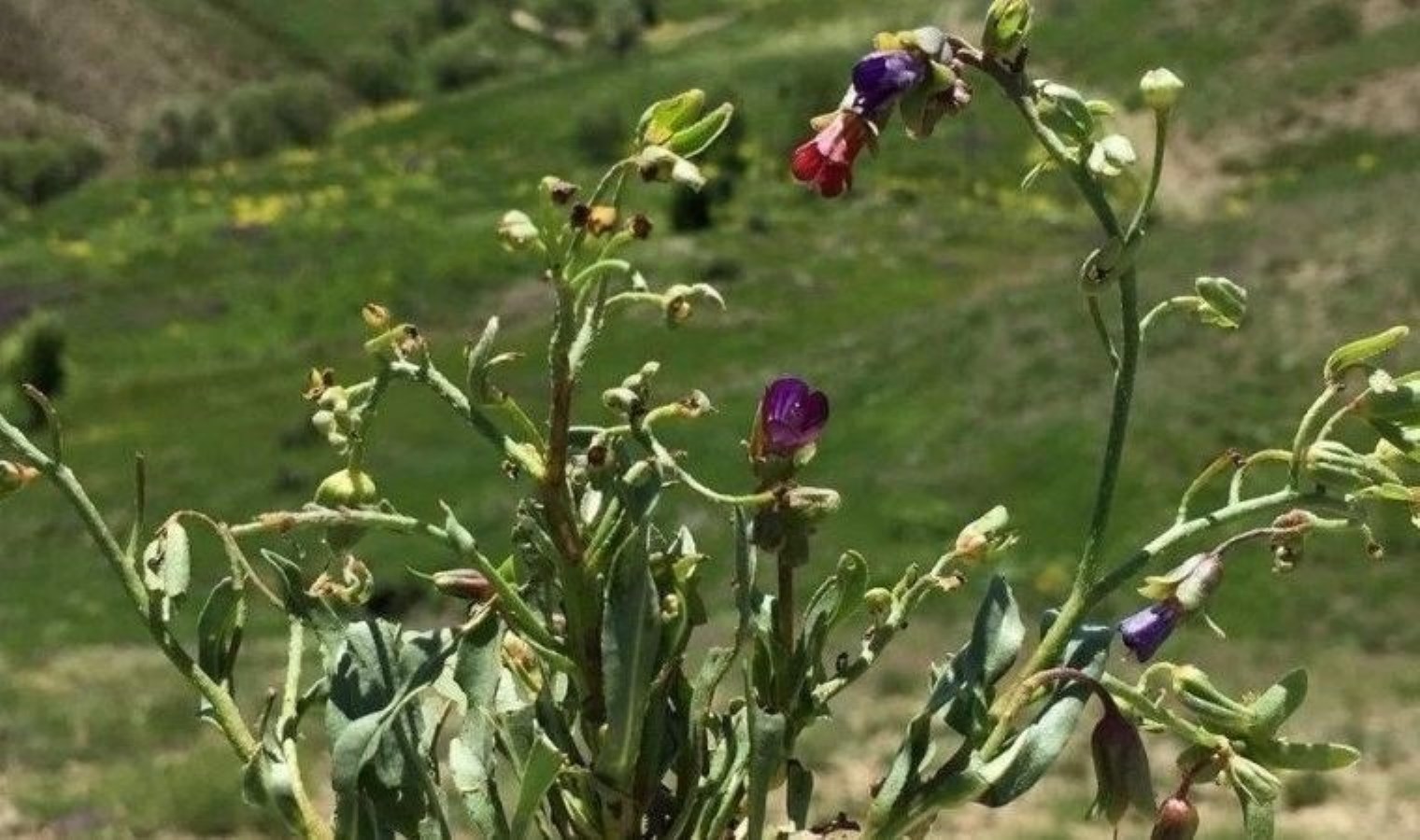 Yeni Tür: Pülümür Çarşağı (Mattiastrum pulumurense) Keşfi