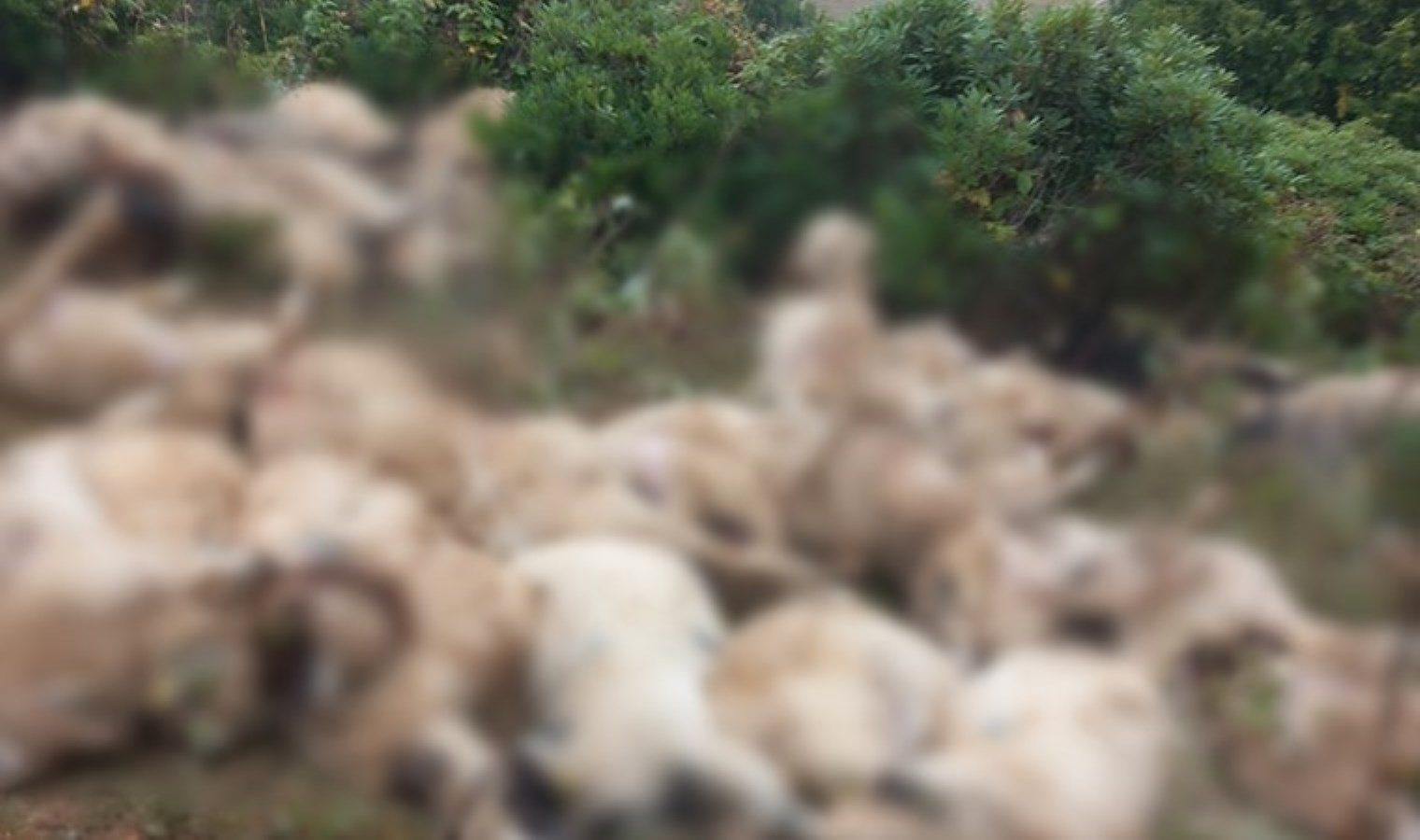 Yerde 20 metreden yuvarlanan 88 koyunu öldü