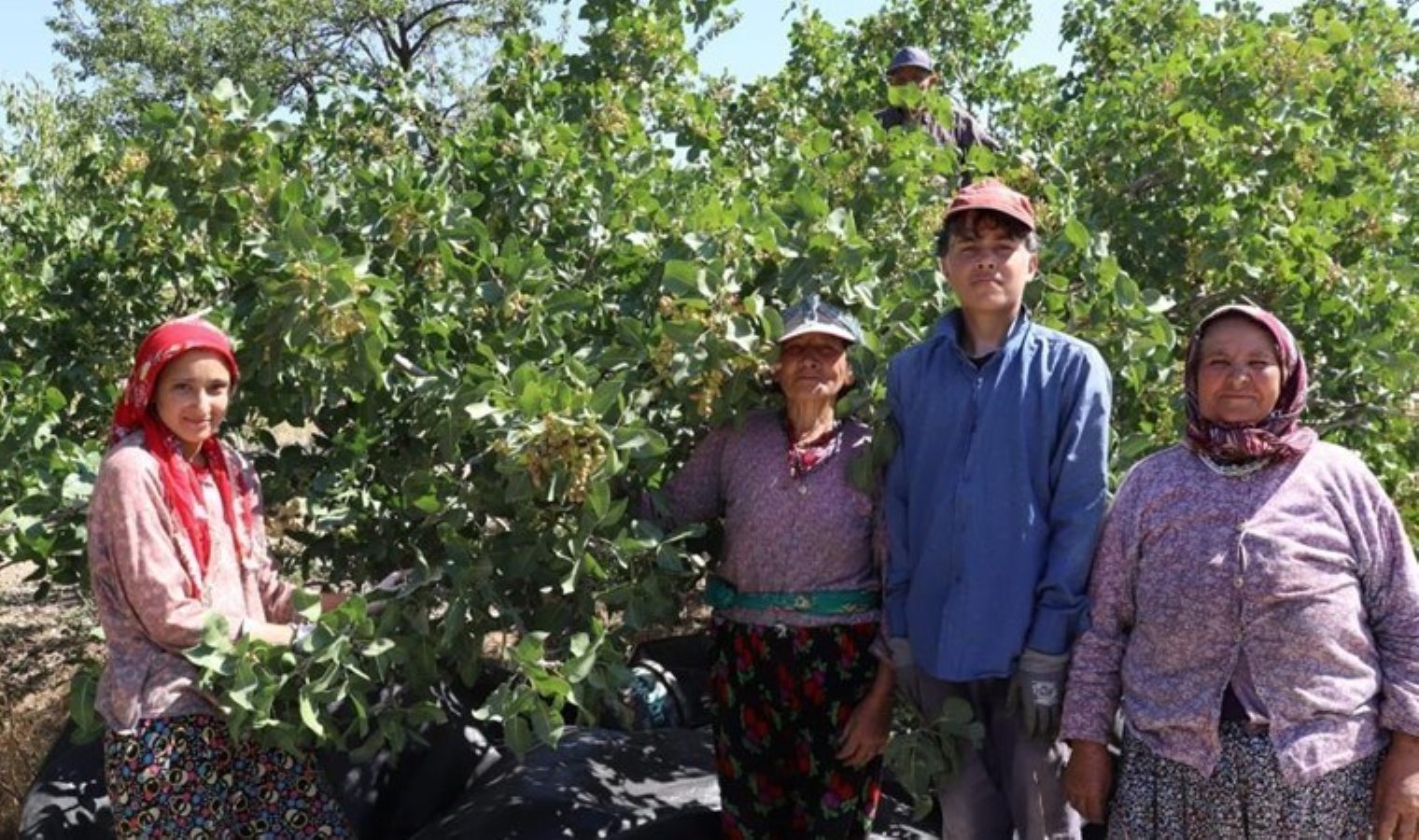 Yeşil altında hasat başladı! Tütüne alternatif olarak yetiştirildi…