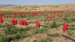 Yozgat’ta Soğan Hasadı Başladı, Fiyatlar Düşüyor