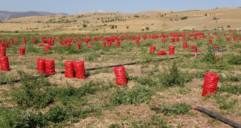 Yozgat’ta Soğan Hasadı Başladı, Fiyatlar Düşüyor