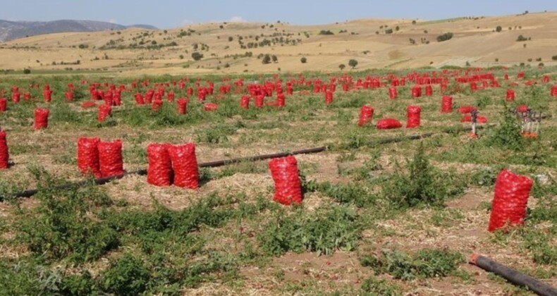 Yozgat’ta Soğan Üreticilerinin Zorlu Yılı ve Düşen Fiyatlar