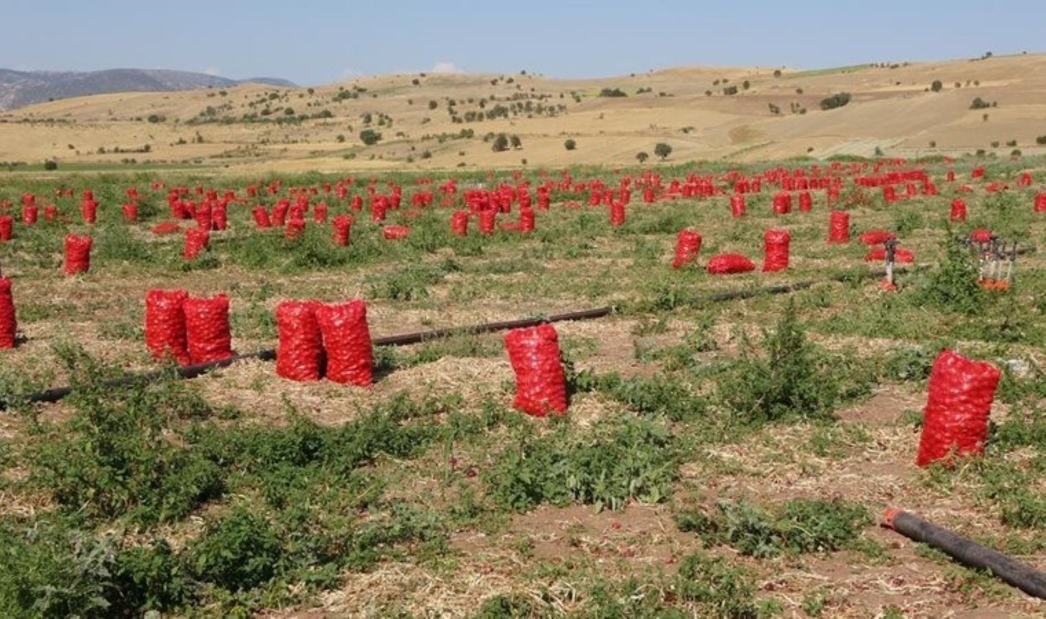 Yozgat’ta Soğan Üreticilerinin Zorlu Yılı ve Düşen Fiyatlar