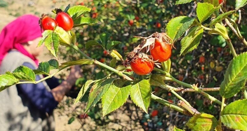 Zorlu arazilerde toplanıyor: 100 gramında bir kasa portakala eşdeğer C vitamini var