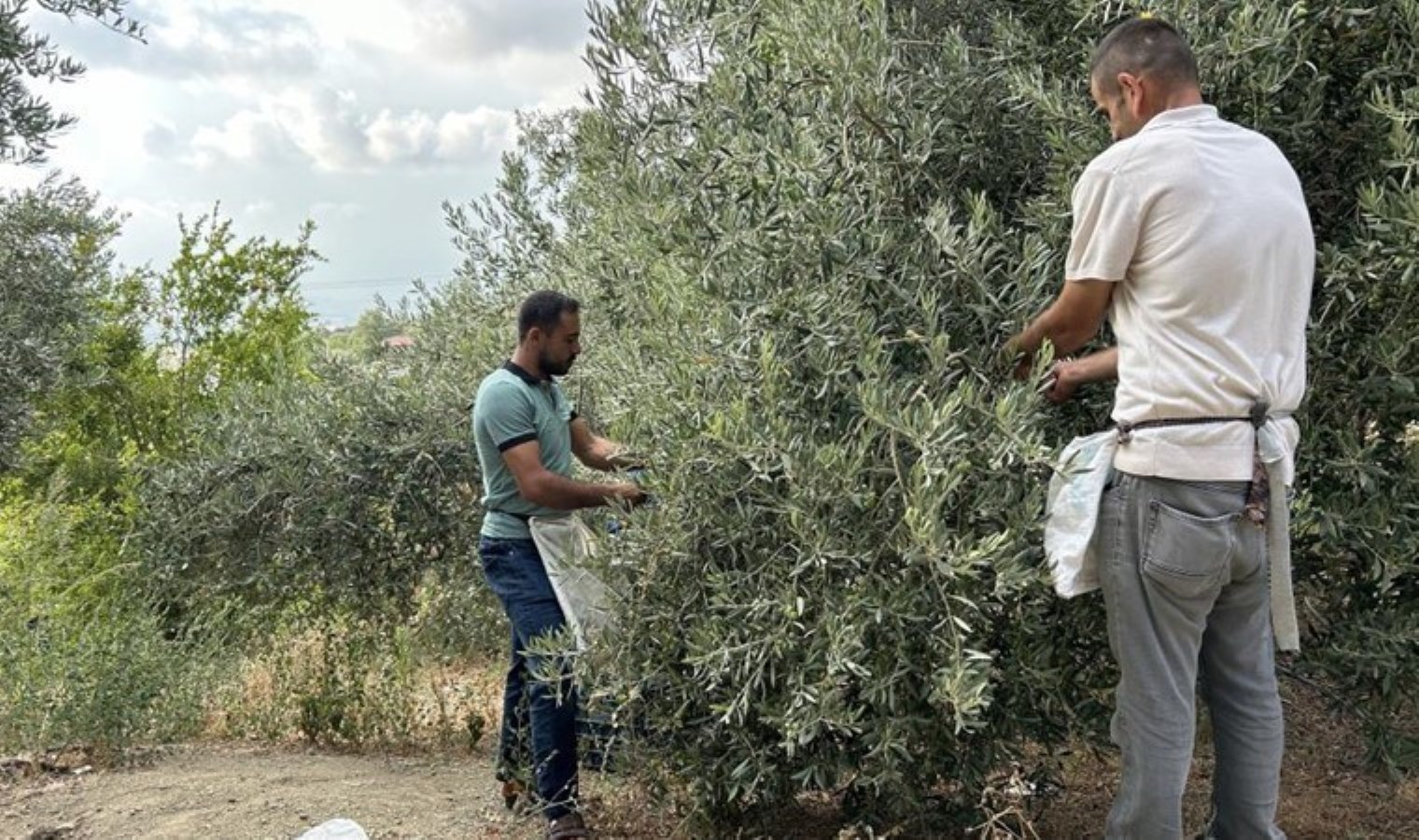 100 yıllık ağaçlarda hasat başladı: 70 TL’den alıcı buluyor…
