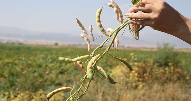 2 bin 100 dekar alanda hasat başladı! 425 ton ürün bekliyor…