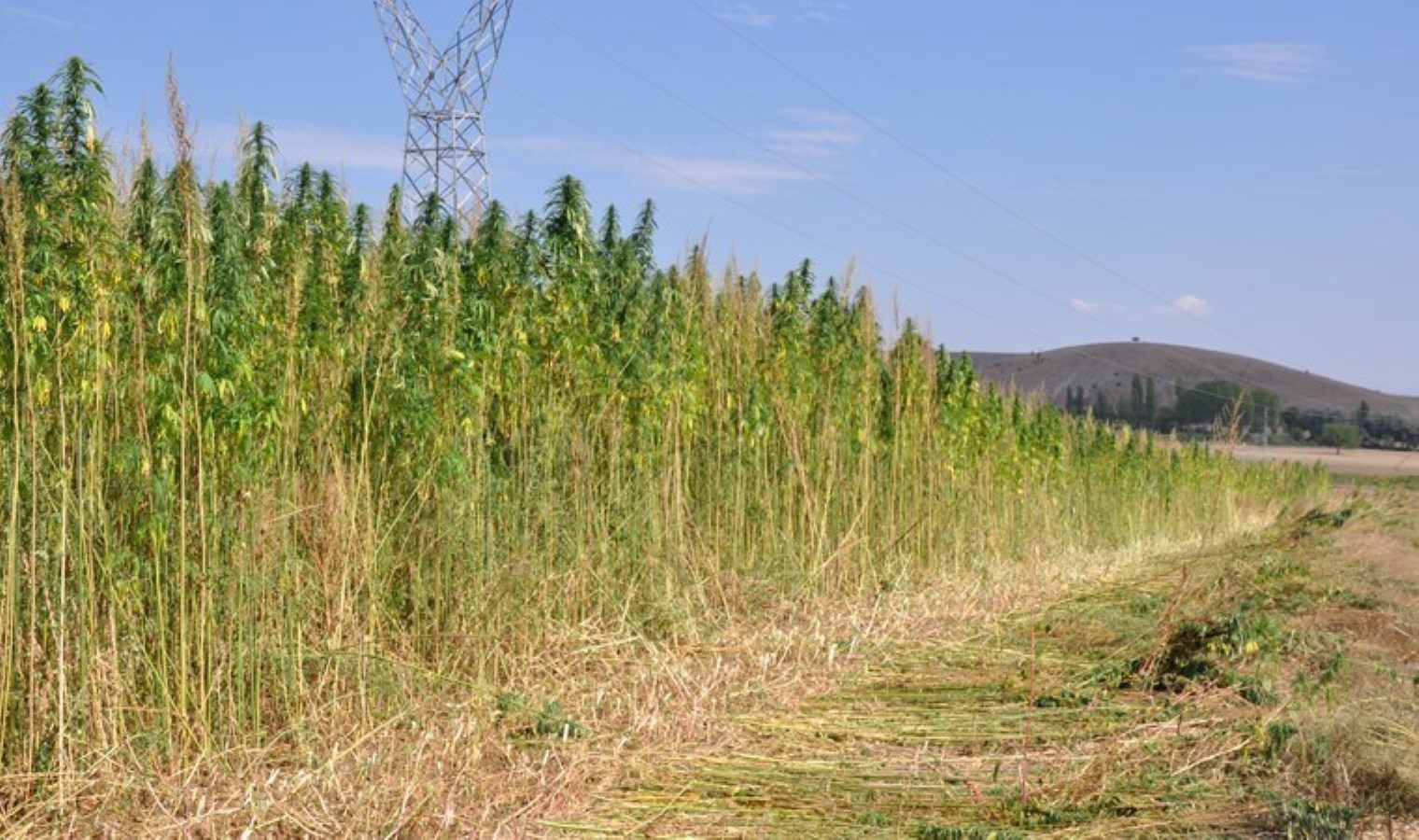 40 yıllık ata tohumlarıyla ekildi! Amasya’da hasat başladı…