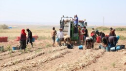 5 ay bekleyiş son buldu! ‘Alaca mor’unda hasat zamanı….