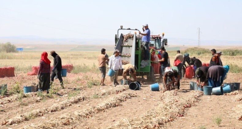 5 ay bekleyiş son buldu! ‘Alaca mor’unda hasat zamanı….