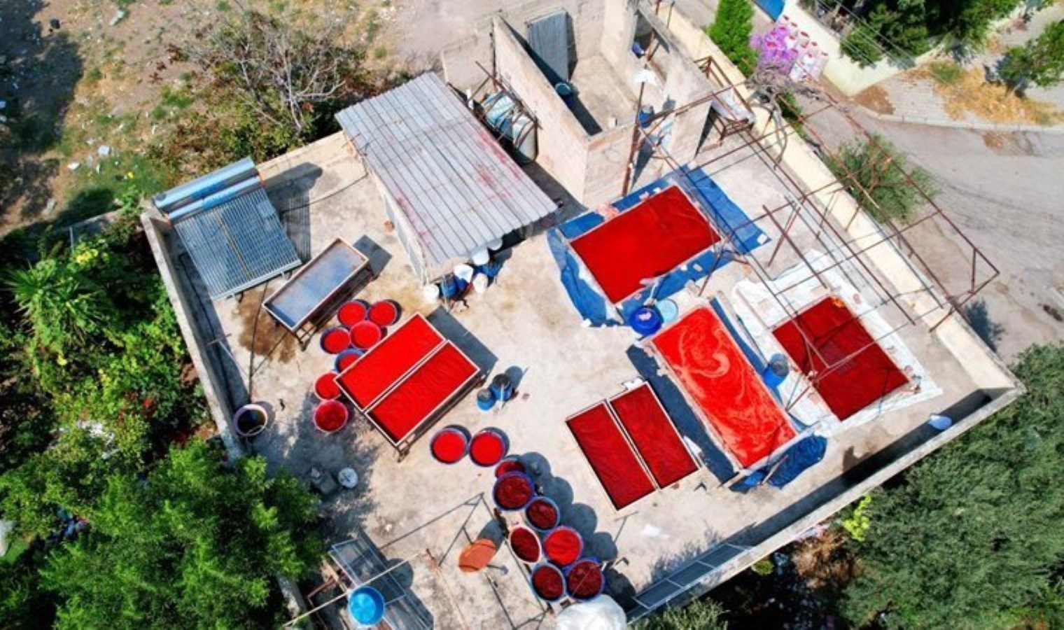 Adana’da damlar kızardı: Kilosu 14 liradan satılıyor