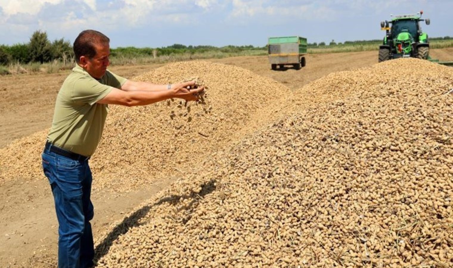 Adana’da hasat başladı: Sıcak hava verimi düşürdü! Fiyatı bu yıl yarıya indi