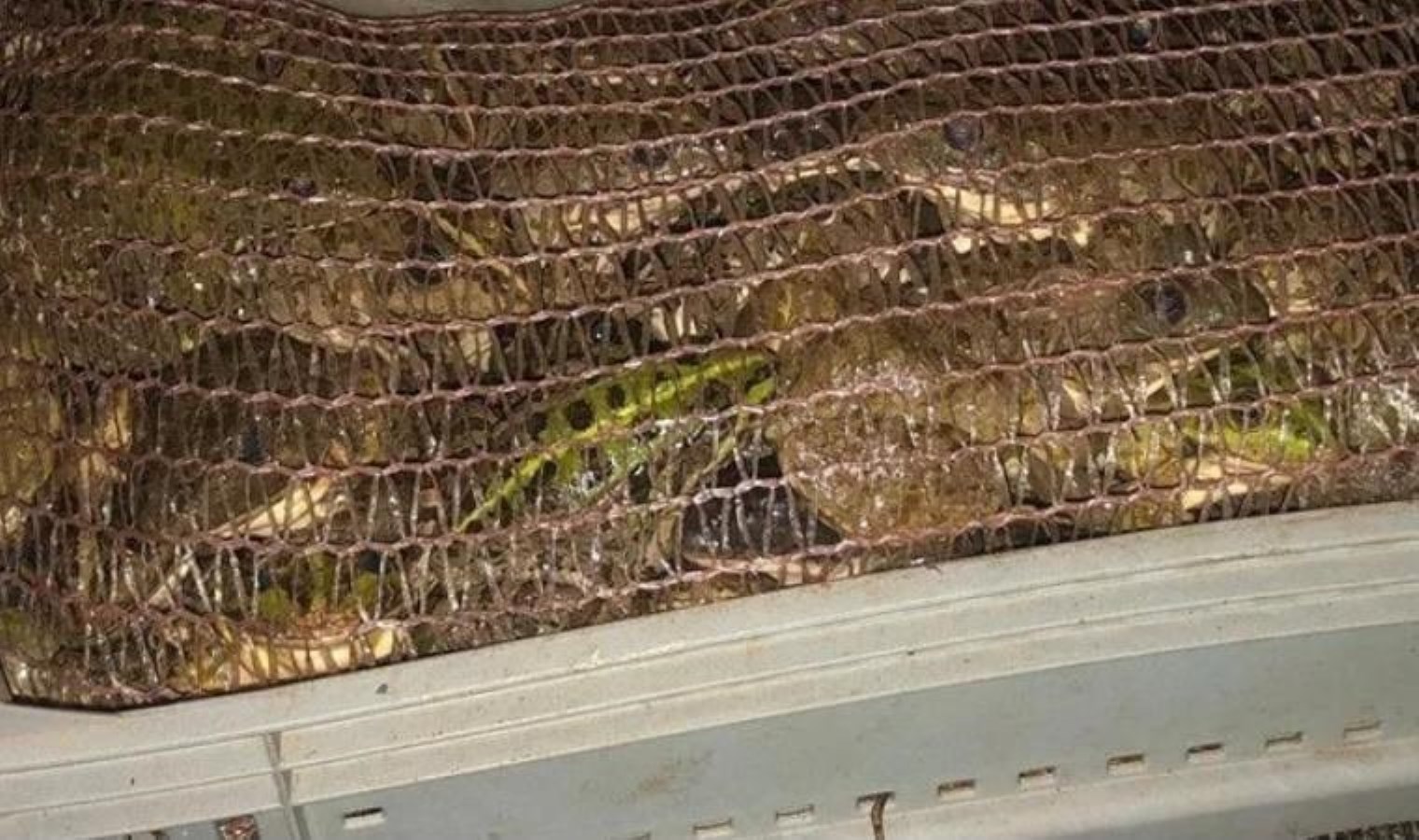 Ağrı’da bir araçta 300 kilogram canlı kurbağa ele geçirildi