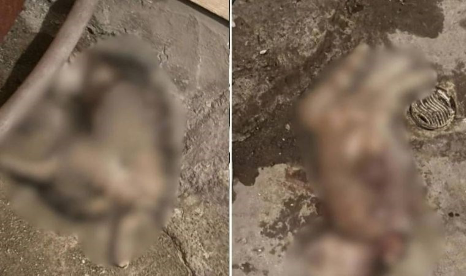 Ankara’da hayvan katliamı: Öldürülen iki kedi bir binanın deposuna atıldı