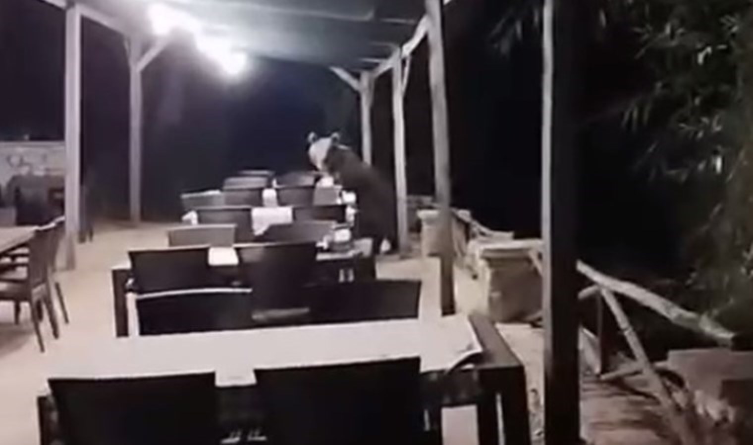 Ankara’da restoranın bahçesine girip ‘şekerleri yiyen’ ayı kameraya yakalandı