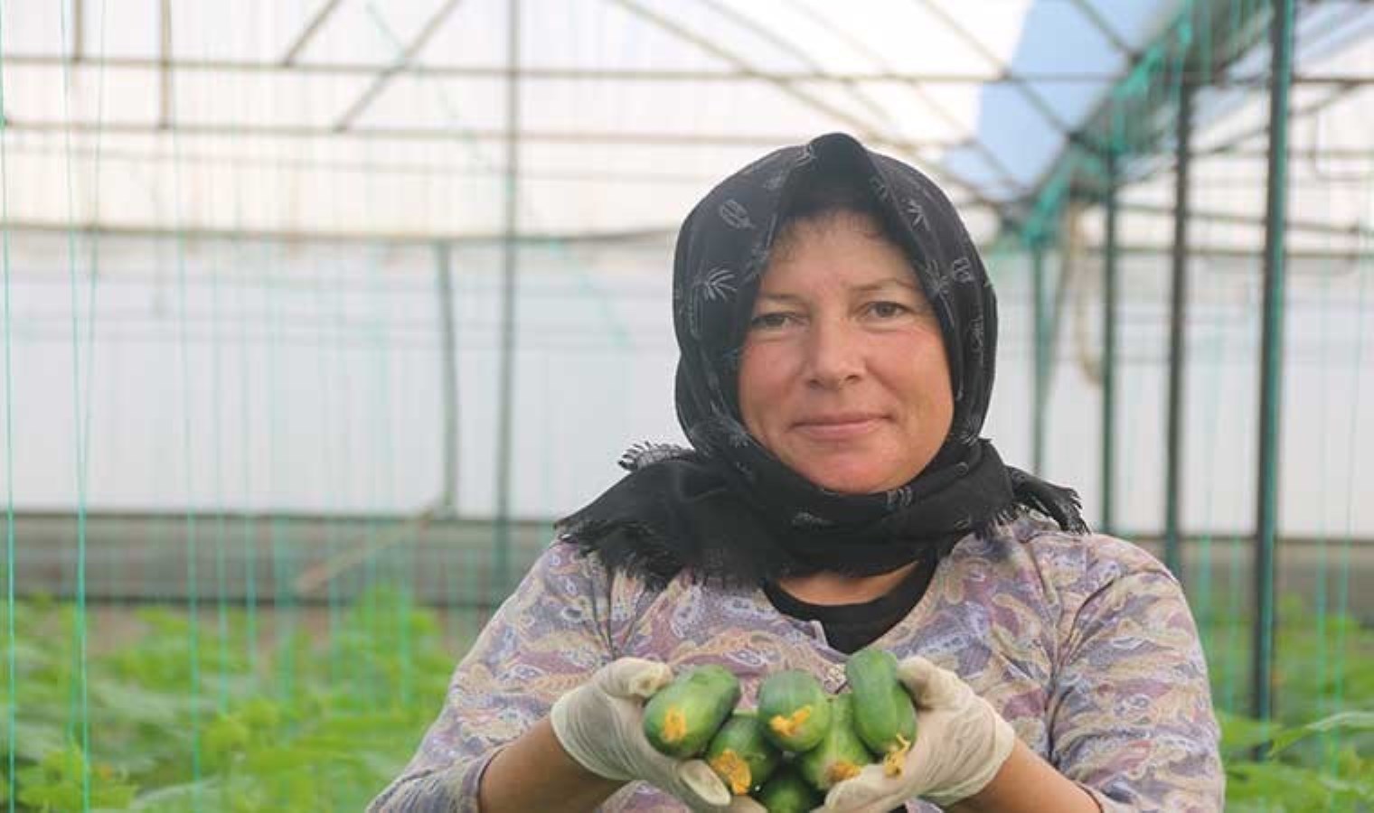 Antalya’da hasat 40 derece sıcağın altında başladı: Ağustos ayında ekilmişlerdi…