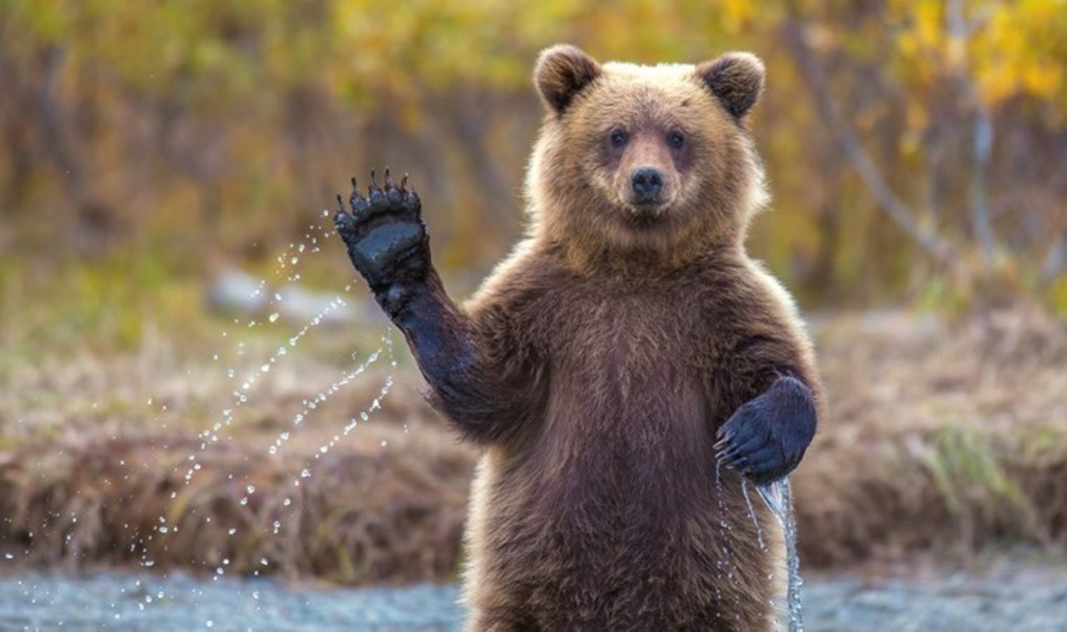 Ayılara cips verip, selfie çektiler