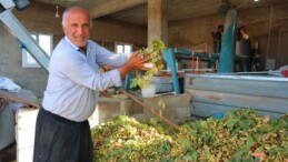 Baklavanın olmazsa olmazı! Hasadı Kahramanmaraş’ta başladı: Tarlada 200 TL’den satılıyor….