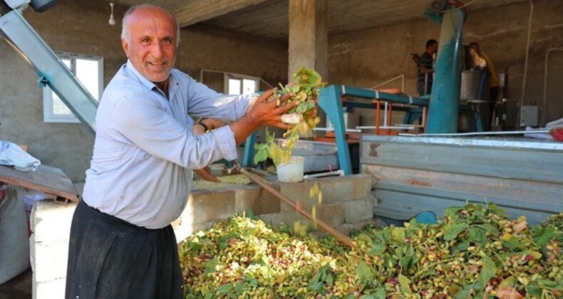 Baklavanın olmazsa olmazı! Hasadı Kahramanmaraş’ta başladı: Tarlada 200 TL’den satılıyor….