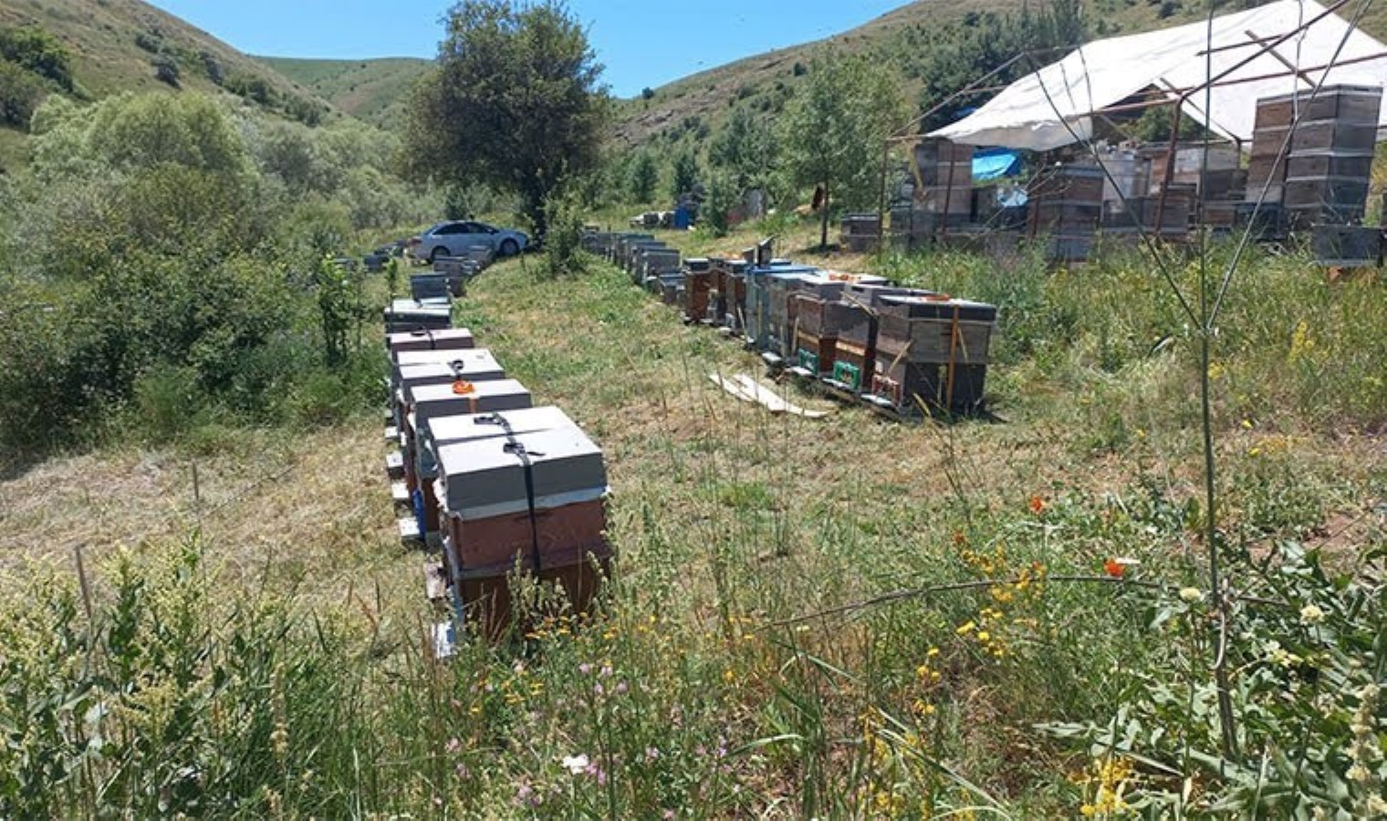 Bal üreticileri son on yılın en verimsiz sezonunu yaşadı