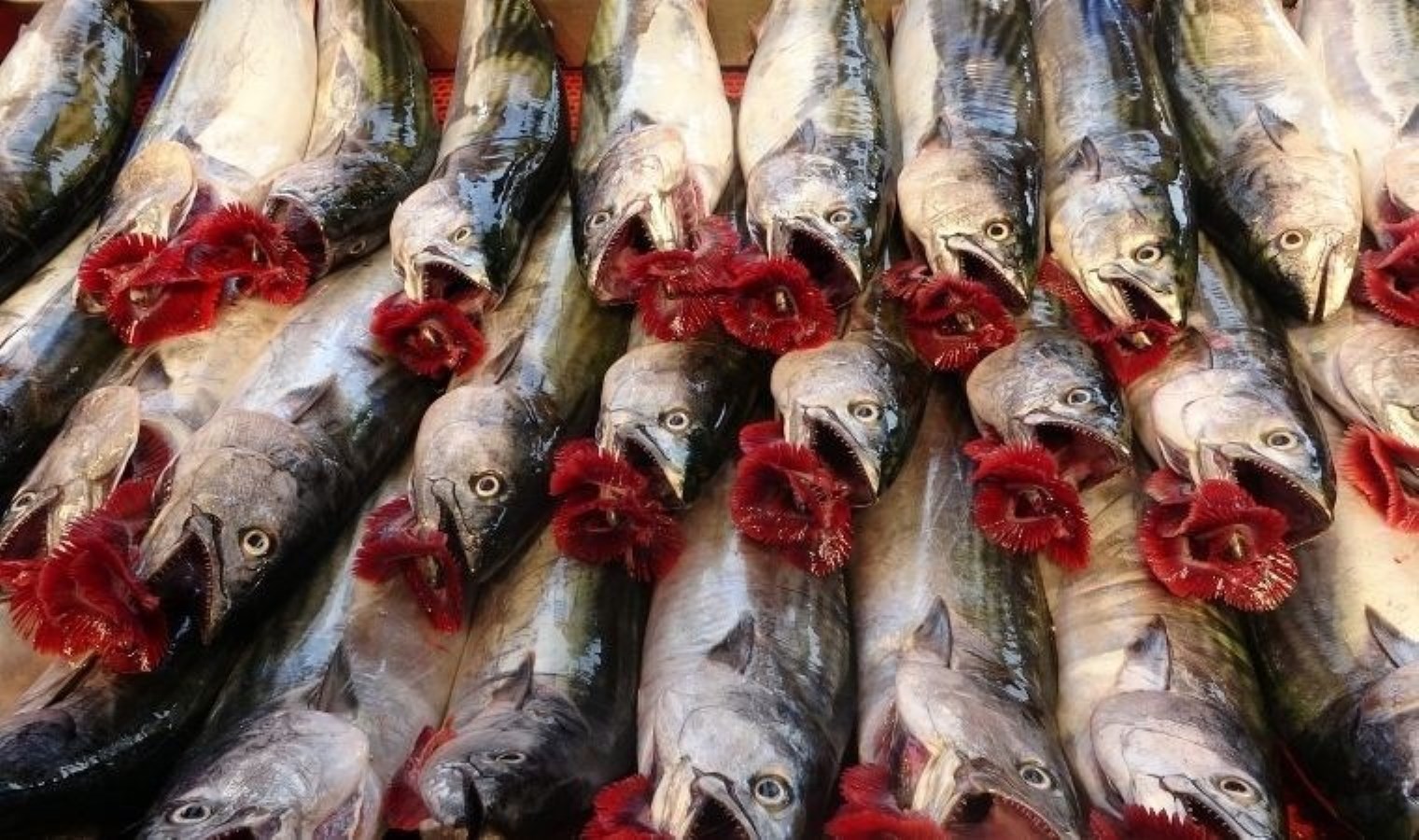 Balıkçı ağları doldu: Tezgahtaki fiyatı 75 TL’ye düştü