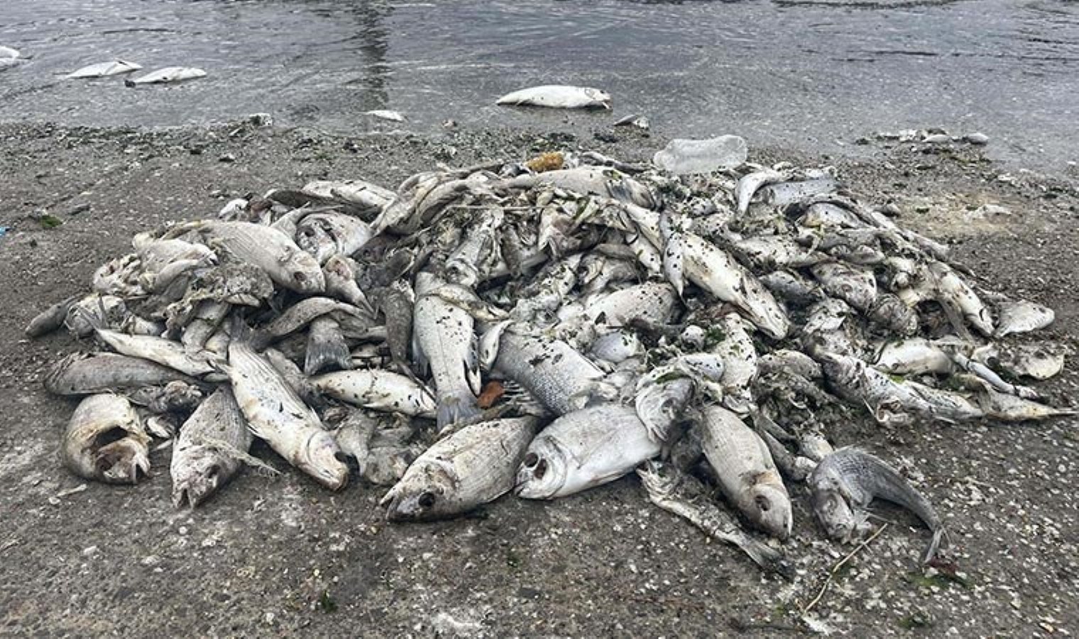 Balıkçılar anlattı: ‘İzmir Körfezi’ndeki kirlilik sonrası balık satışı yarı yarıya azaldı’