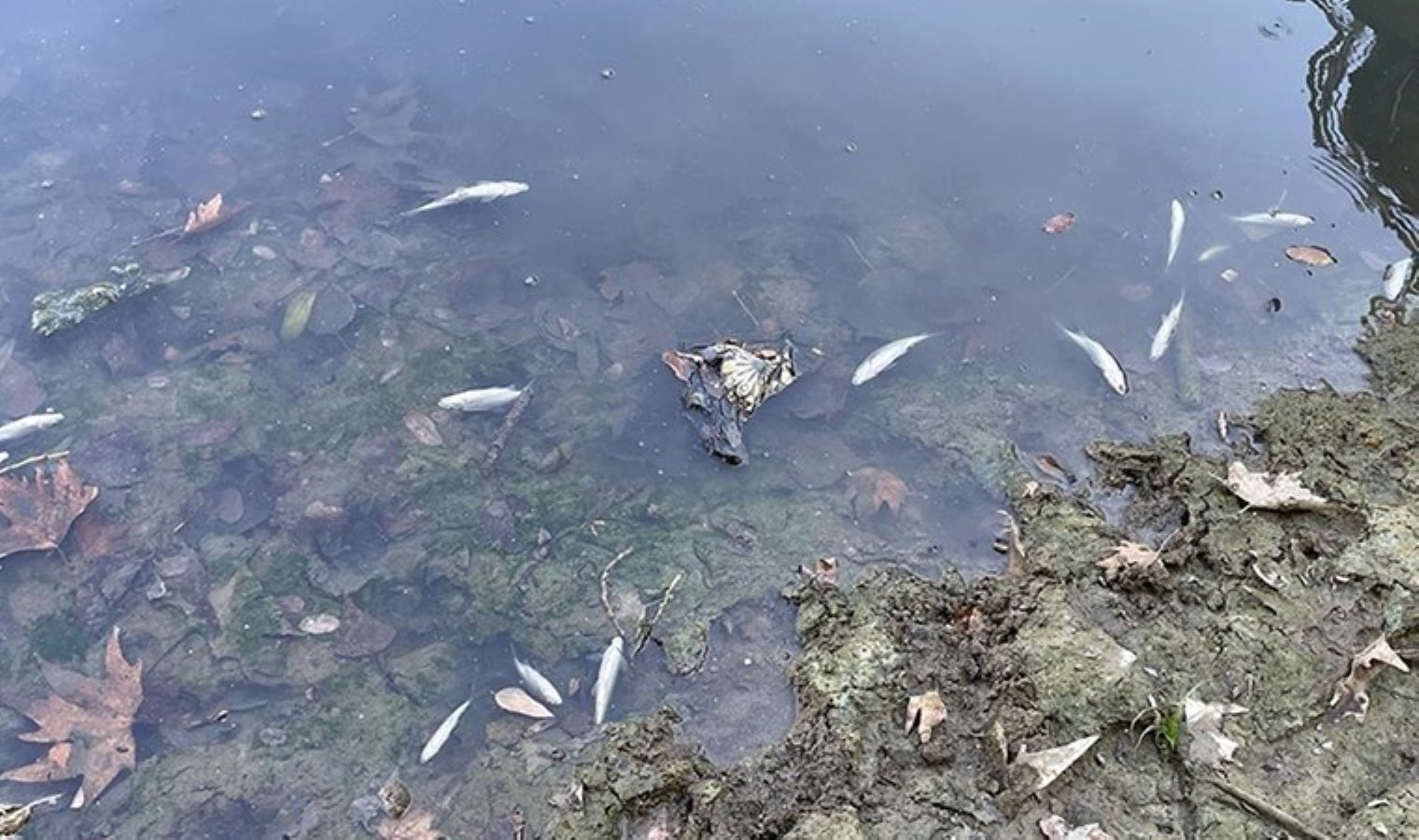 Bartın Irmağı’ndaki balık ölümlerine ilişkin inceleme başlatıldı