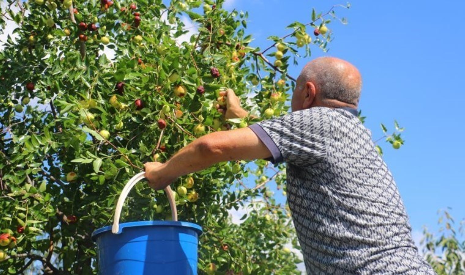 Başkent’in yanı başında yetişiyor! Doktor tavsiyesi ile ekti… Yıllık 200 ton üretiliyor
