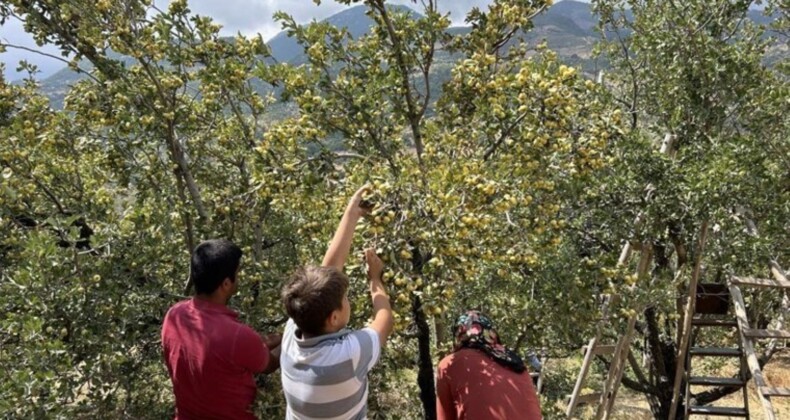 Belen’de yetişiyor: Kalp ve damar sağlığına iyi geliyor! Bahçede kilosu 200 TL