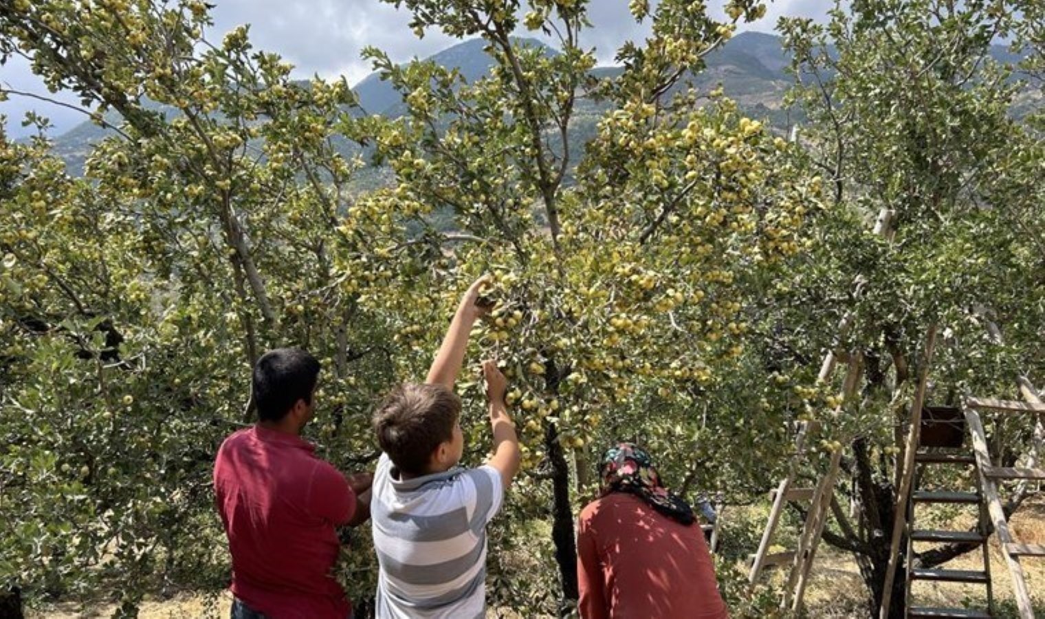 Belen’de yetişiyor: Kalp ve damar sağlığına iyi geliyor! Bahçede kilosu 200 TL